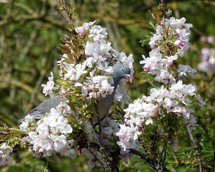 eating blossom